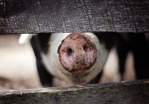 Enfermedad por comer carne de cerdo cruda o mal cocida