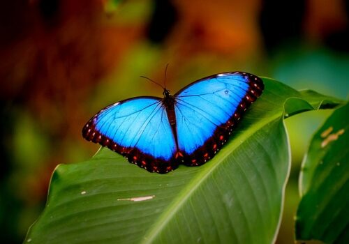 ¿Dónde vive la mariposa morfo azul?
