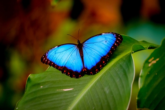 ¿Dónde vive la mariposa morfo azul?