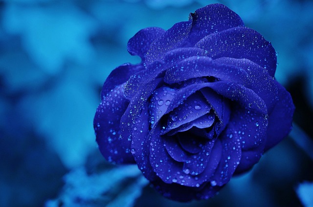 ¿Qué significa que te regalen una flor azul?
